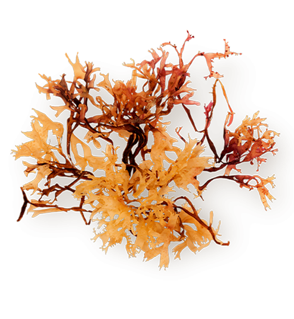 Seaweed