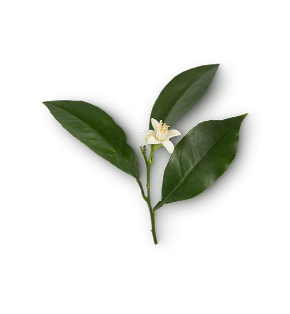 Orange Flower