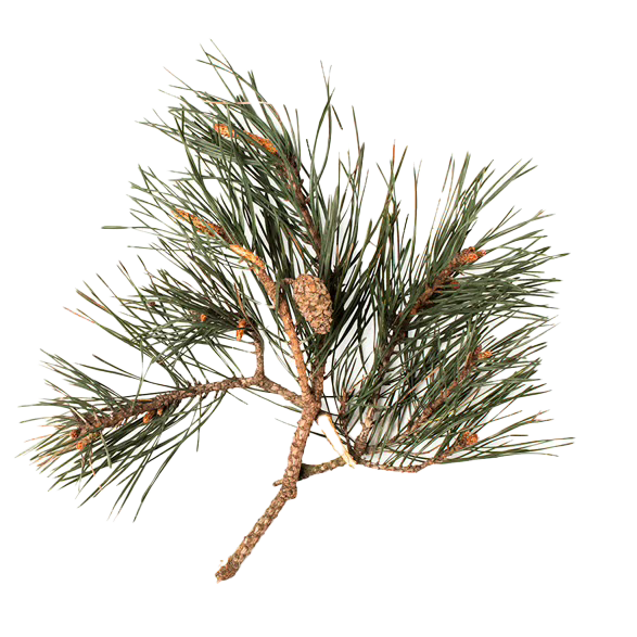 Pine/Fir