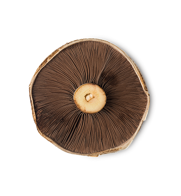 Mushroom
