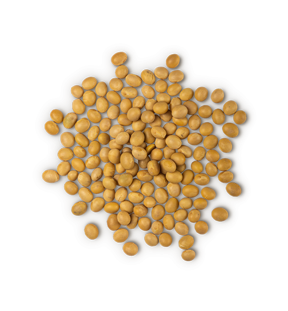 Soya
