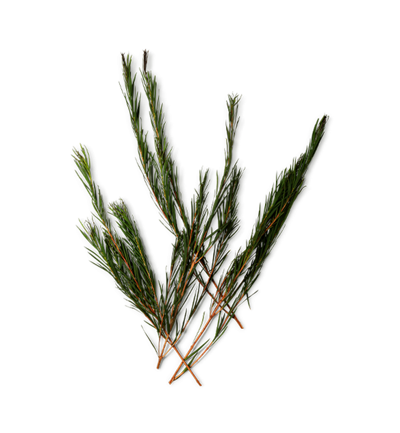 Tea Tree