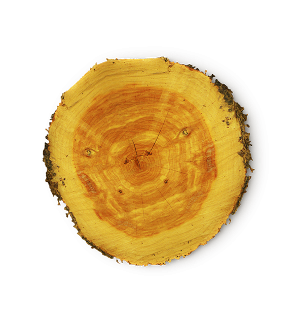 Cedar